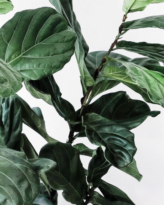 plant